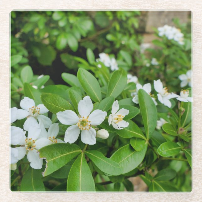 Choisya Ternata Glass Coaster (Front)