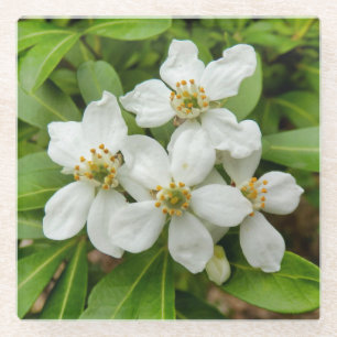 Choisya Ternata Glass Coaster