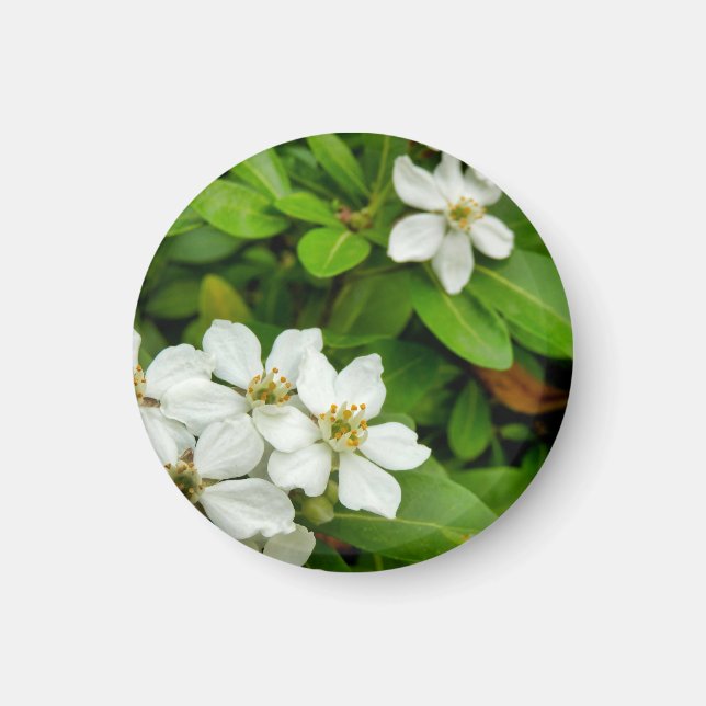 Choisya Ternata Magnet (Front)