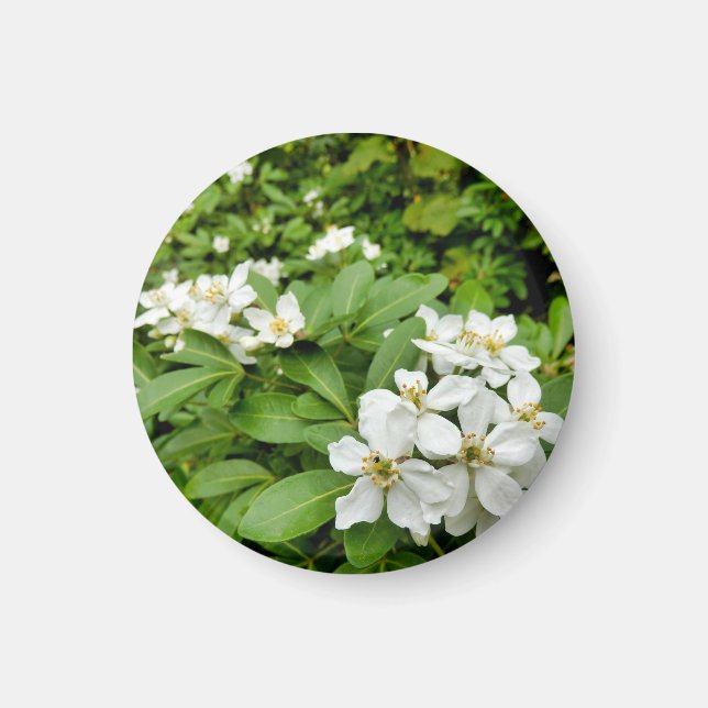 Choisya Ternata Magnet (Front)