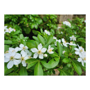 Choisya Ternata Photo Print