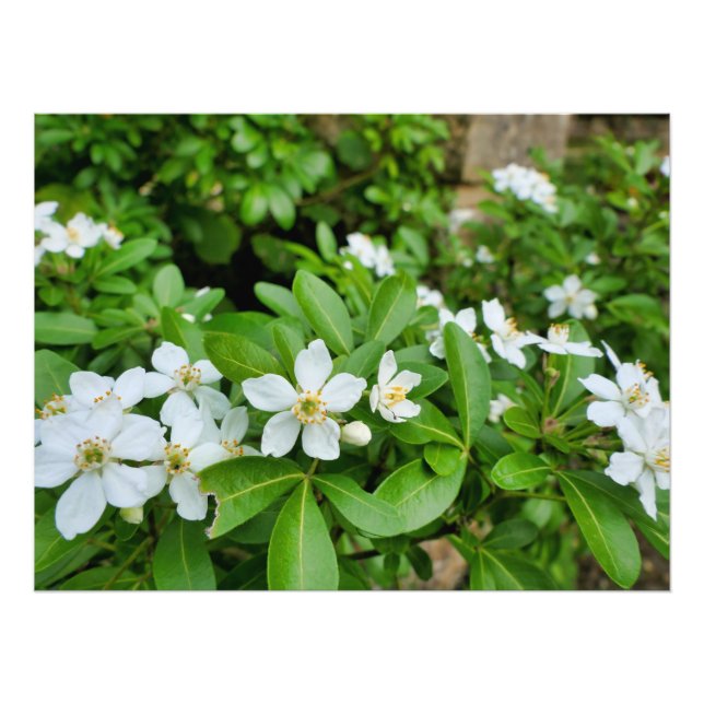 Choisya Ternata Photo Print (Front)
