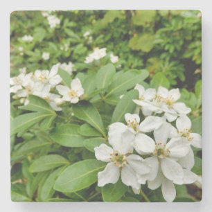 Choisya Ternata Stone Coaster