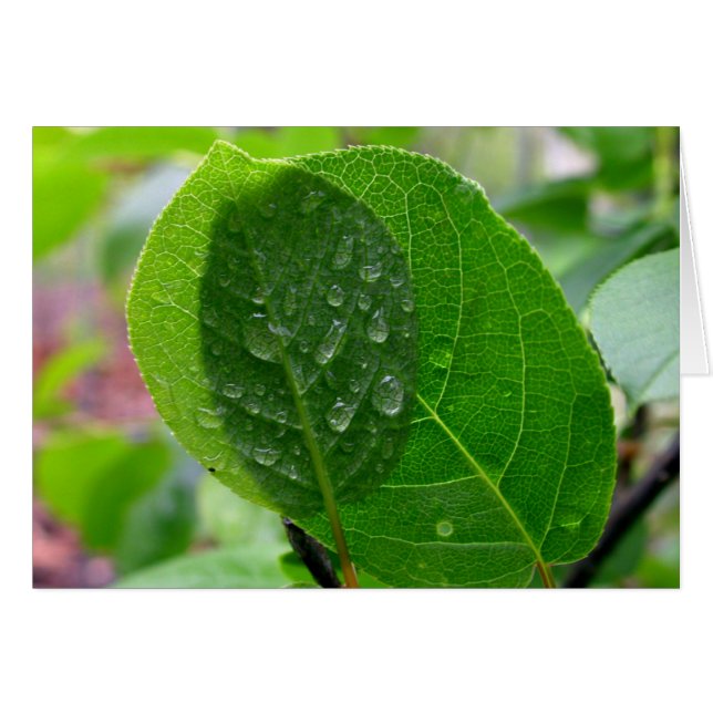 Chokecherry leaves in spring (Front Horizontal)
