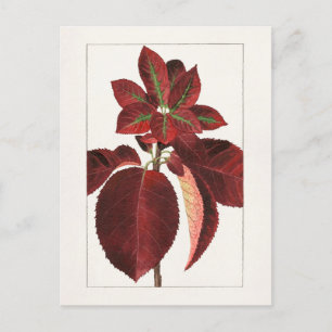 Chokecherry Leaves (Prunus virginiana) Painting Postcard