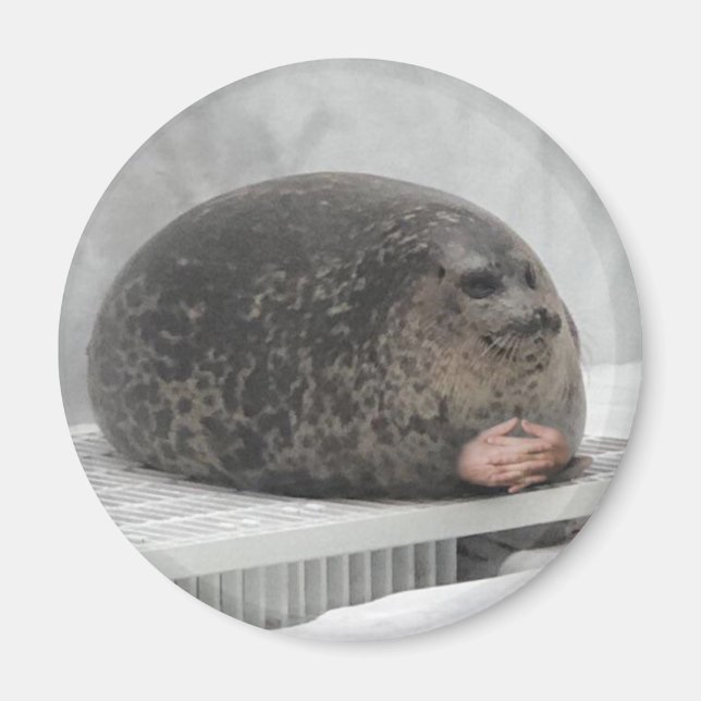 Chonky seal Magnet (Front)