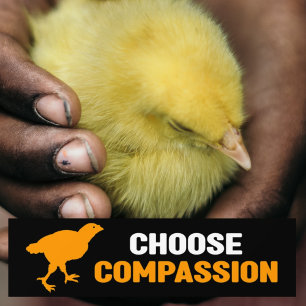 Choose Compassion, Vegan Activism Bumper Sticker