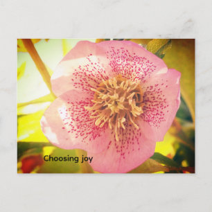 Choosing joy. Helleborus (Lenten Rose)  Postcard
