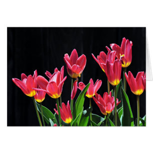Chorus of Tulips