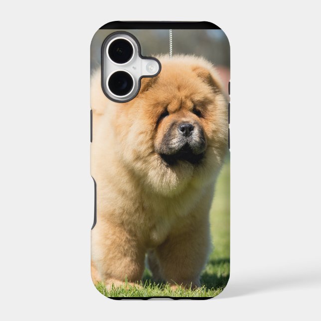 Chow chow (Back)