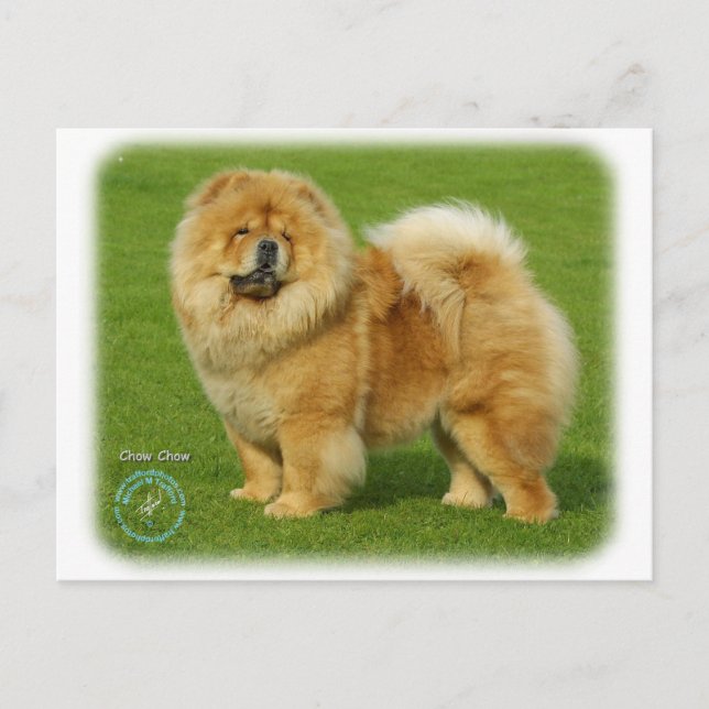 Chow Chow 9B008D-17 Postcard (Front)