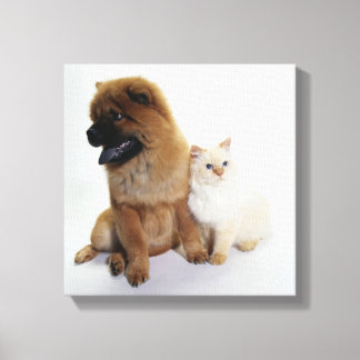 Chow Chow and a White Cat Sitting Together Canvas Print
