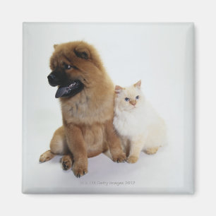 Chow Chow and a White Cat Sitting Together Magnet