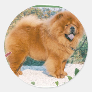 Chow-Chow Classic Round Sticker