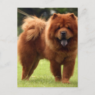 Chow Chow Dog Poses Postcard