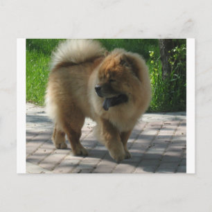 chow chow full.png postcard