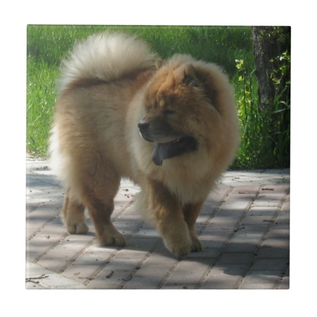 chow chow full tile (Front)