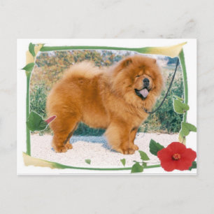 Chow-Chow Postcard