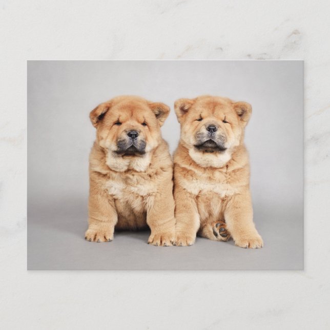 Chow chow puppies postcard (Front)