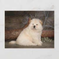 Chow Chow Puppy Dog Blank Greeting Post Card