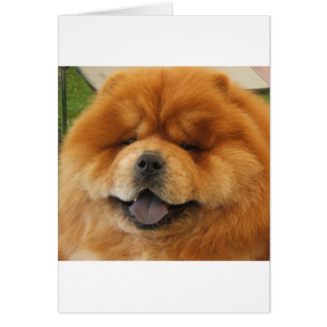 Chow Chow Rescue (Front)