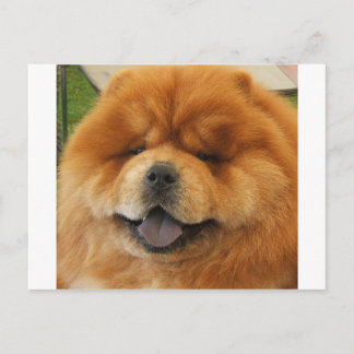 Chow Chow Rescue Postcard