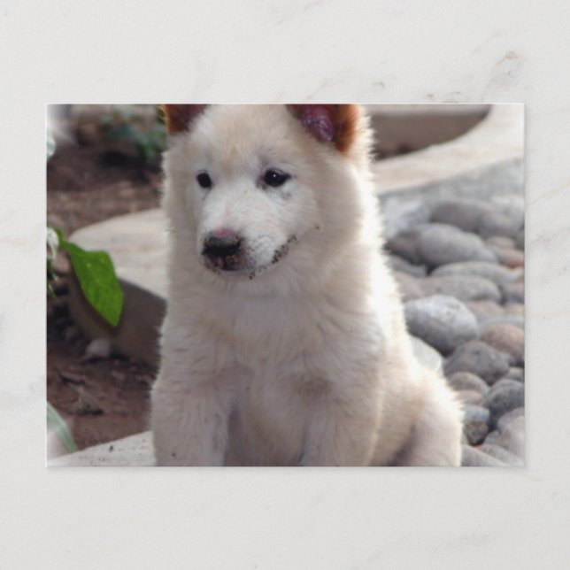 Chow Puppies Postcard (Front)