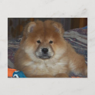 Chow Puppy Postcard