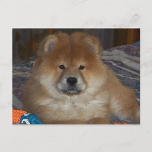 Chow Puppy Postcard (Front)