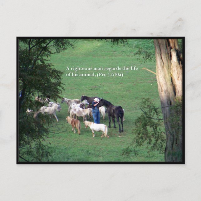 Chow Time Postcard (Front)