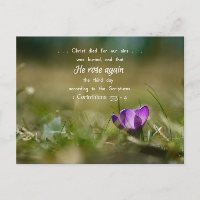 Christ Rose Again Crocus Postcard (Front)