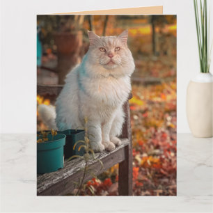 CHRISTIAN CAT BIRTHDAY PHILIPPIANS 1:3 GREEING  CARD
