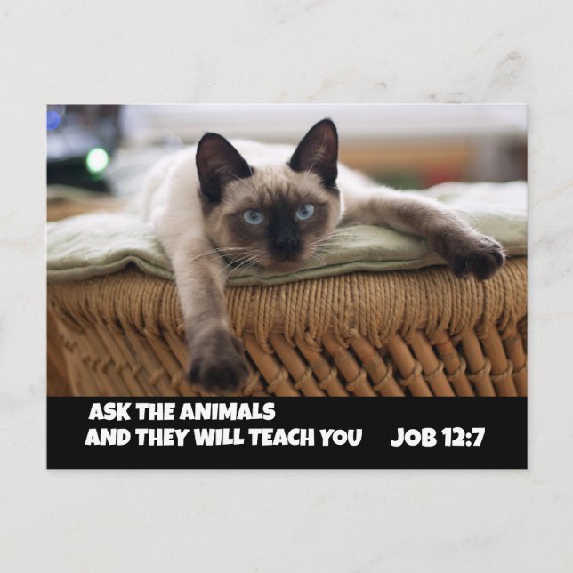CHRISTIAN CAT POSTCARD JOB 12:7 SIAMESE CAT  (Front)