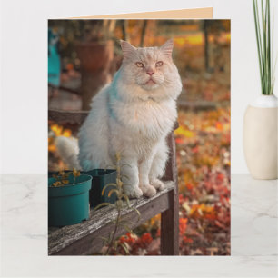 CHRISTIAN CAT THINKING OF YOU PHILIPPIANS 1:3 CARD