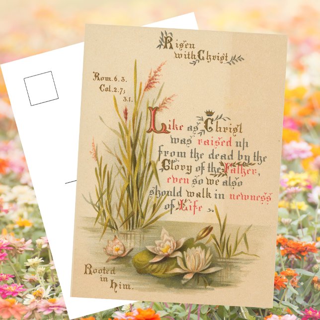Christian Catholic Bible Christ is Risen Easter Holiday Postcard (Religious Christian Catholic Saint Paul Bible Verse Christ is Risen Resurrection Easter Postcard)