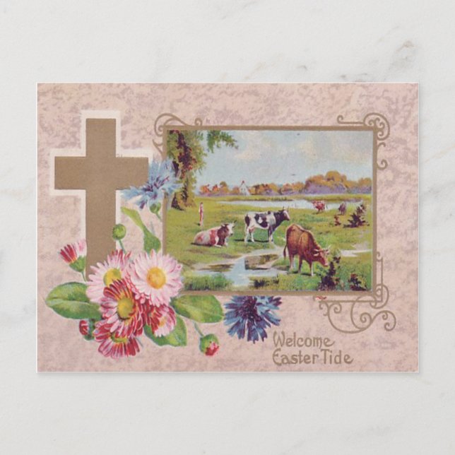 Christian Cross Daisy Cow Pasture Postcard (Front)