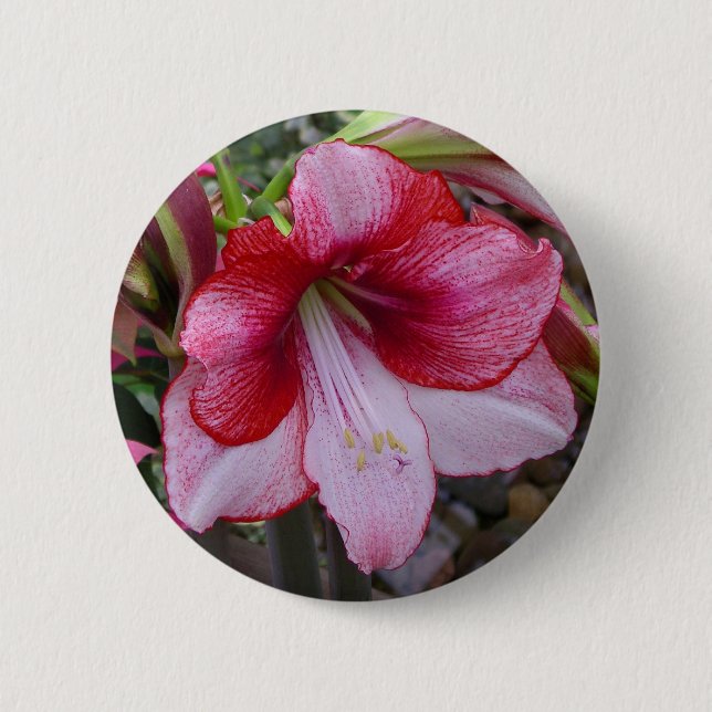 Christmas Amaryllis Red Holiday Floral 6 Cm Round Badge (Front)