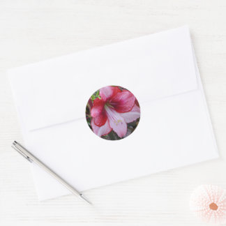 Christmas Amaryllis Red Holiday Floral Classic Round Sticker