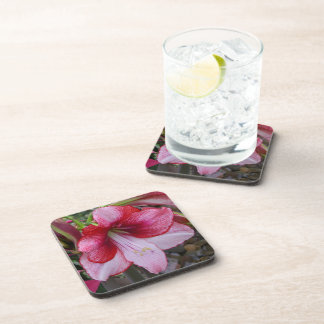 Christmas Amaryllis Red Holiday Floral Coaster