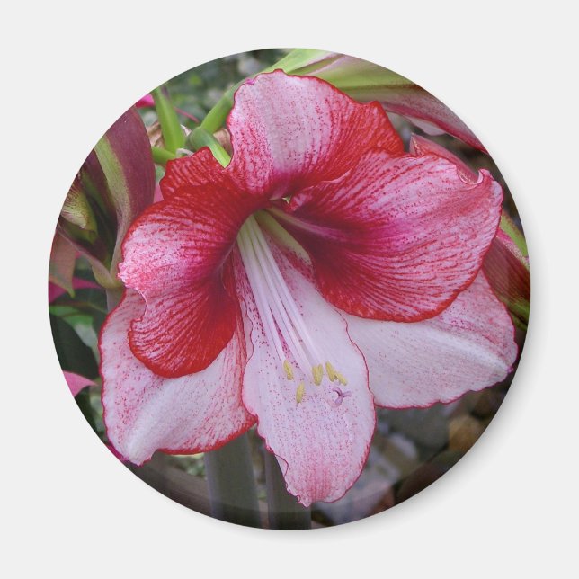 Christmas Amaryllis Red Holiday Floral Magnet (Front)