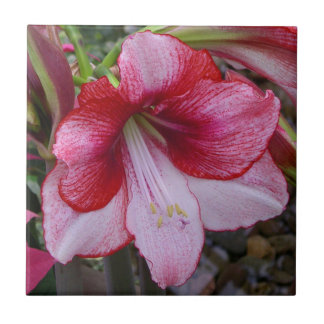 Christmas Amaryllis Red Holiday Floral Tile