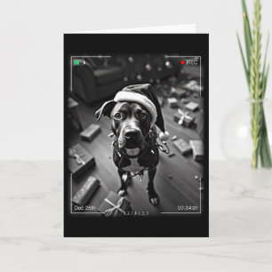 Christmas American Staffordshire Terrier Caught On Card