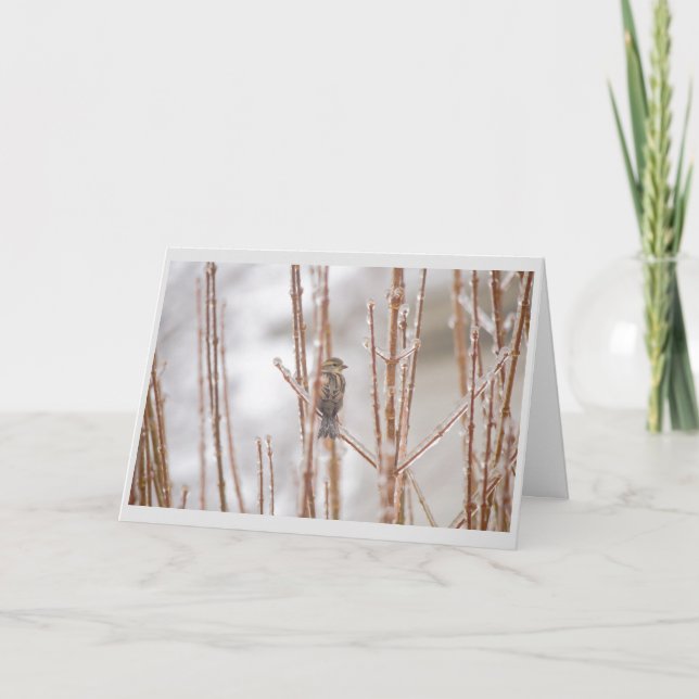 Christmas Animal Bird Sparrow on an Iced Branch Holiday Card (Front)