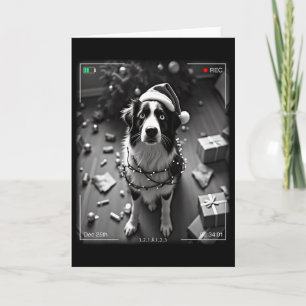 Christmas Australian Shepherd Caught On Camera Card