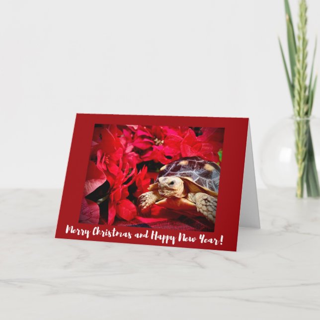 Christmas Baby Sulcata Turtle and red poinsettias Card (Front)