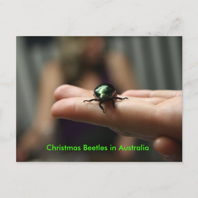 Christmas Beetle Holiday Postcard (Front)