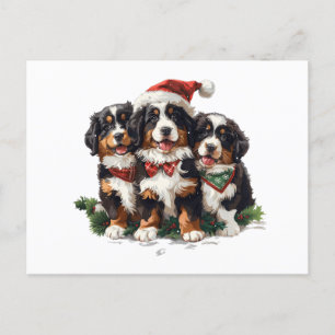 Christmas Bernese Mountain Dogs Holiday Postcard