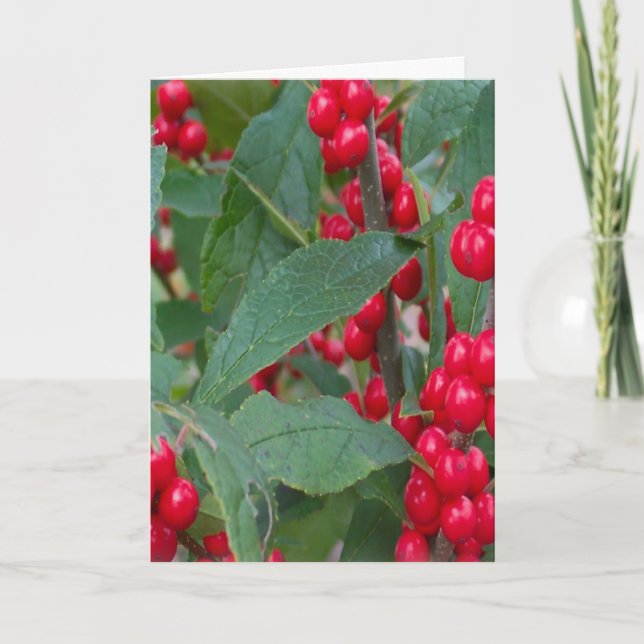 Christmas Berries Greens Holidays Red White Colour Holiday Card (Front)