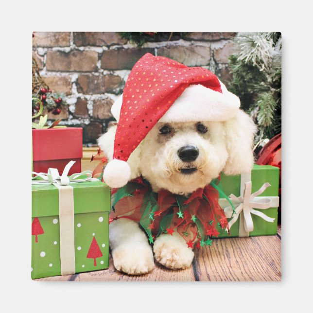 Christmas - Bichon Frise - Daisy Magnet (Front)