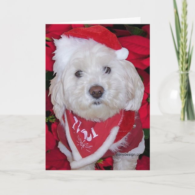 Christmas Bichon Frise Dog Holiday Card (Front)